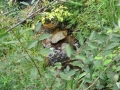 9-3小宮花園3